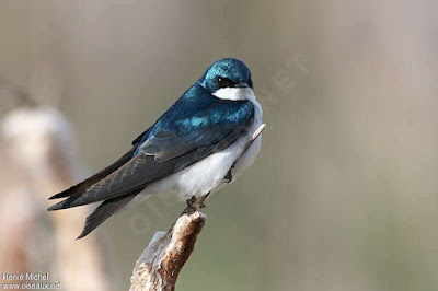 Tree Swallow