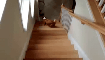 cão desce escadas de costas