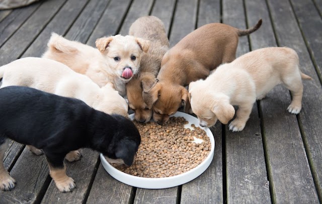 Como Escolher a Ração Ideal para Cachorros Filhotes