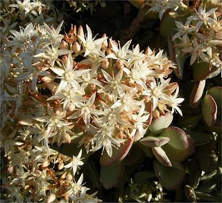 Crassula arborescens