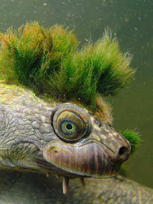 mary river turtle penyu