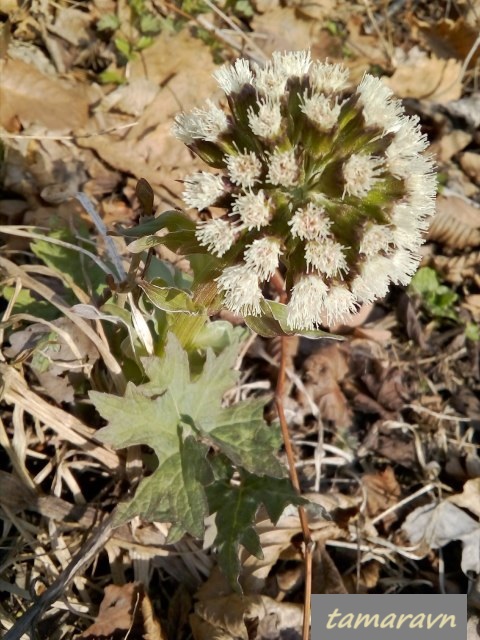 Белокопытник Татеваки (Petasites tatewakianus)