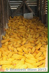 corn