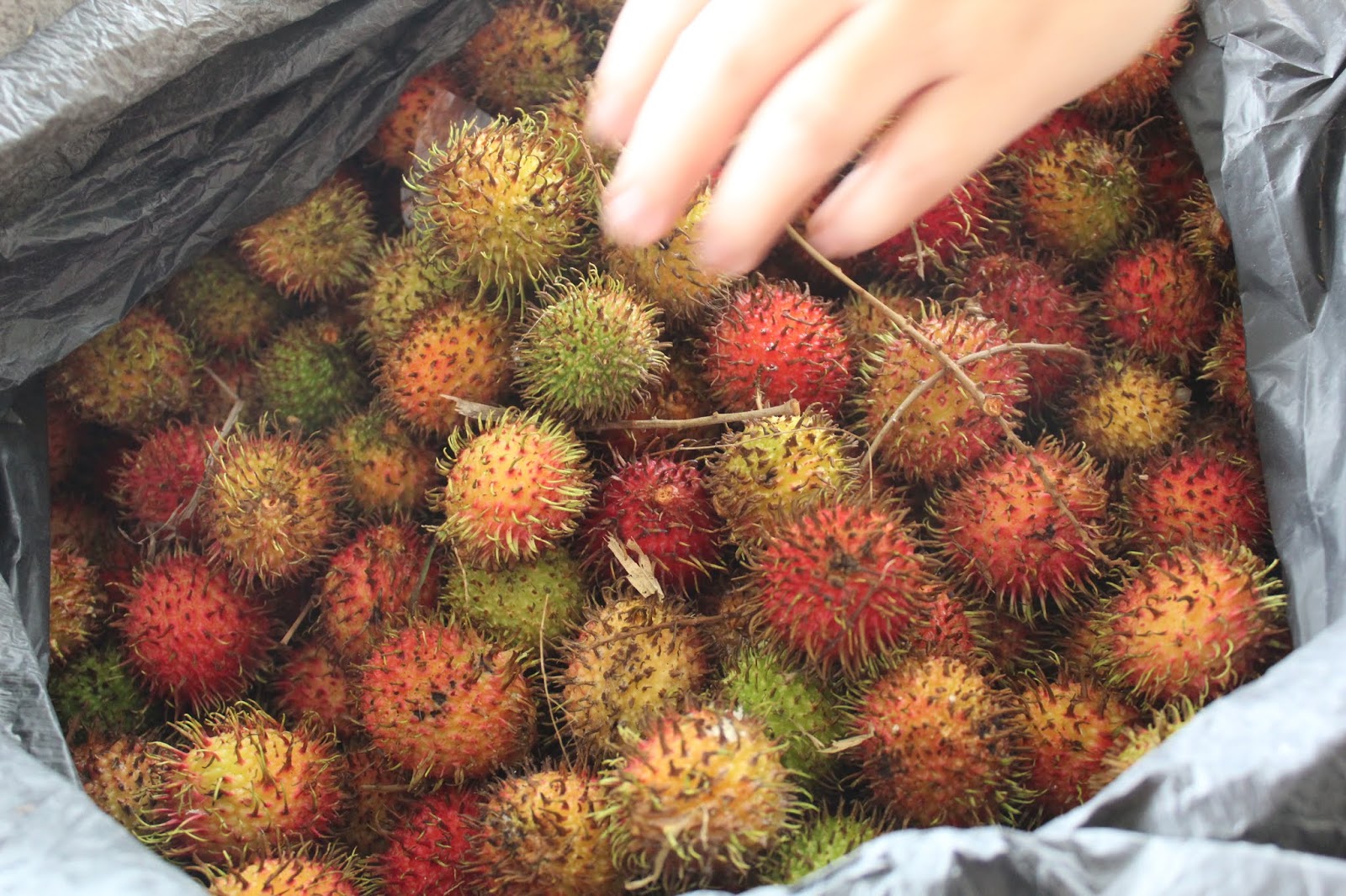 Agihan Buah Rambutan Di Kebun Sekolah