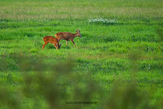 Wildlifefotografie Rehbock Ricke Lippeaue Olaf Kerber