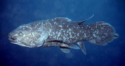 Coelacanth