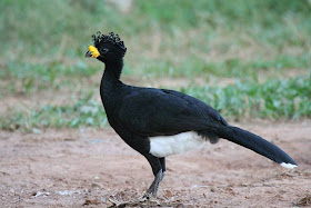 Pavón porú: Crax daubentoni