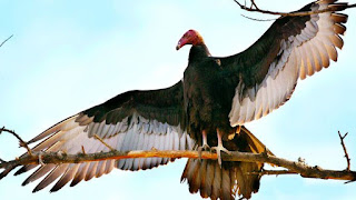 Avvoltoio imperiale, simbolo di Oshun