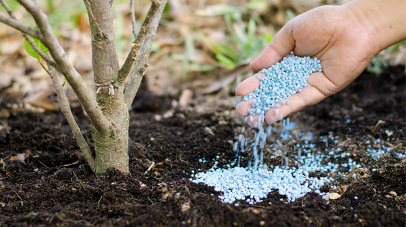 arborist spreading soil fertilizer to tree roots for spring