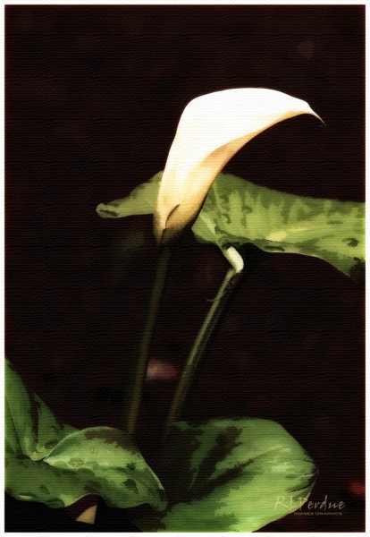 Calla canvas