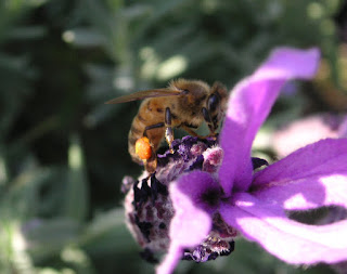 Bir bal arısı lavanta çiçeği üzerinde