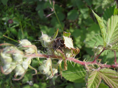 spider-in-hideout-nest-leaf