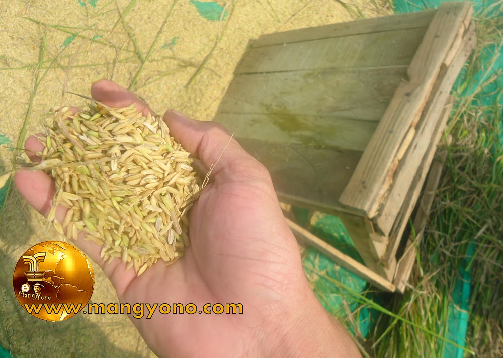 Proses dari menanam padi sampai menjadi beras