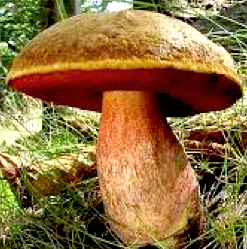 http://fr.wikipedia.org/wiki/Champignon