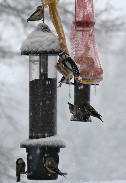 birds flocking to the feeders