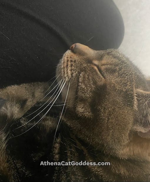 tabby cat on human lap