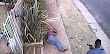 Video :The killing of a suspect by police officers in Krugersdorp