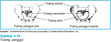 Sistem Rangka Manusia BIOLOGI