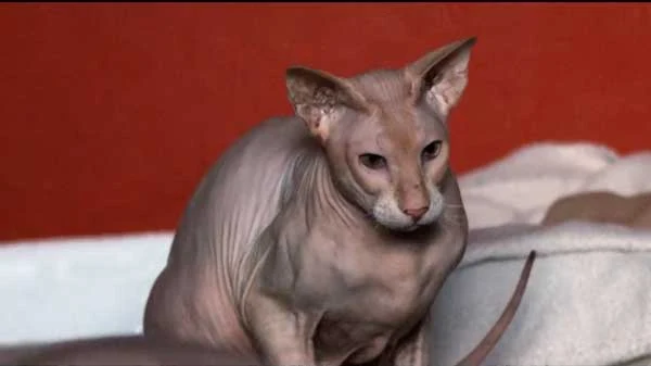 peterbald cat personality