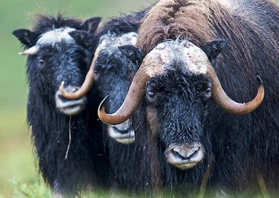 Muskox facts and information