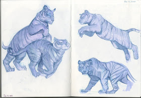 01-Tigers-Drawing-Studies-Cara-Baxter-www-designstack-co