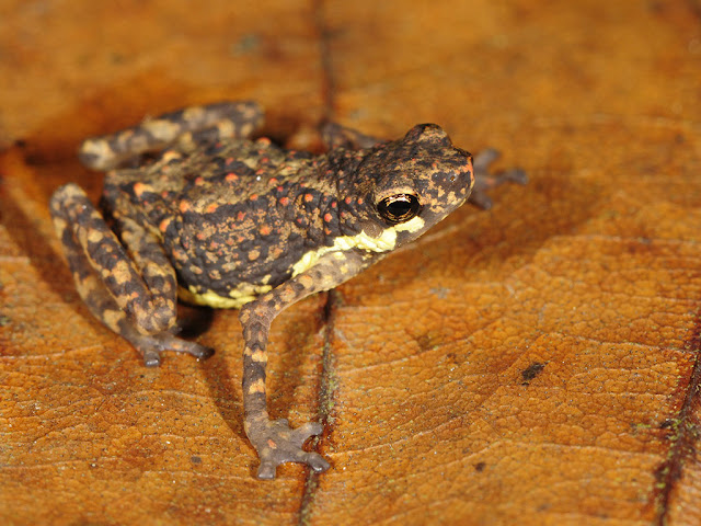 Inger's Dwarf Toadlet (Pelophryne inger) on a brown leaf