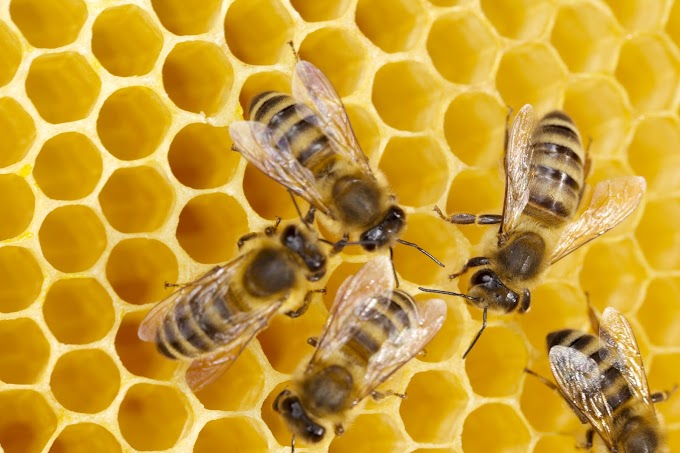 Tips Kejayaan dari Lebah!