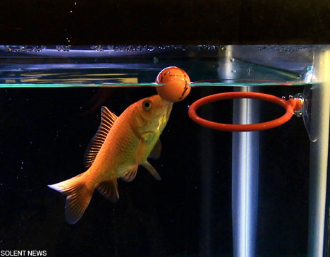 Comet, Ikan Paling Cerdas di Dunia