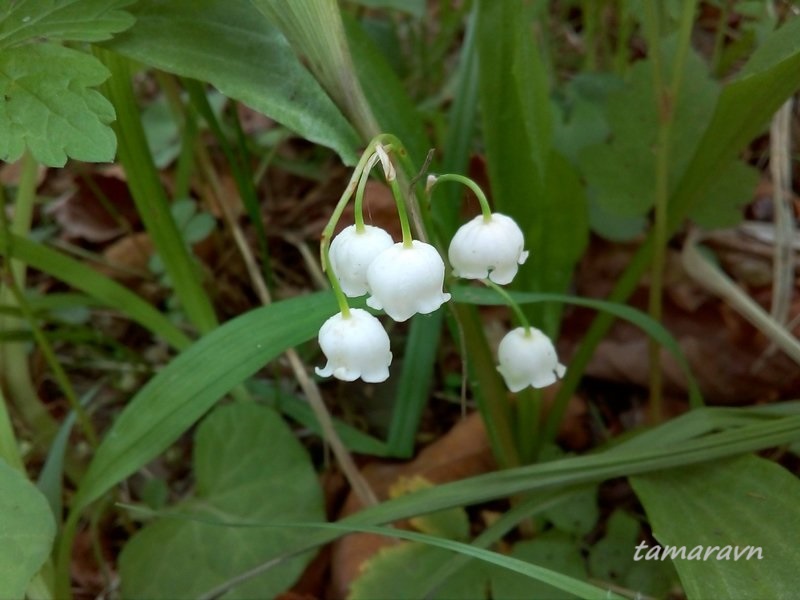 Ландыш Кейзке / Ландыш маньчжурский (Convallaria keiskei)