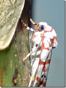 ngengat putih bergaris merah 017