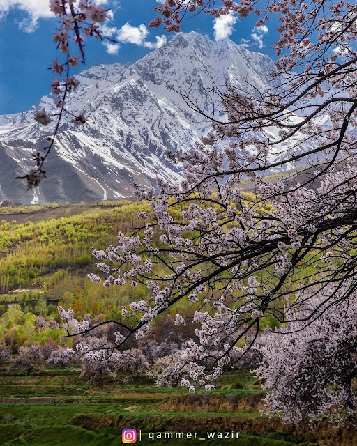 Cherry blossom, Spring, Skardu, Gilgit-Baltisan, Apricot, Almond, Pear, Walnut, Apple