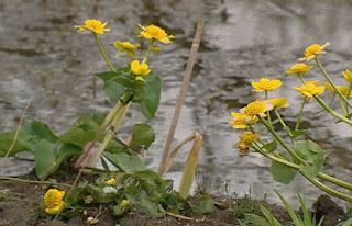 pond plant