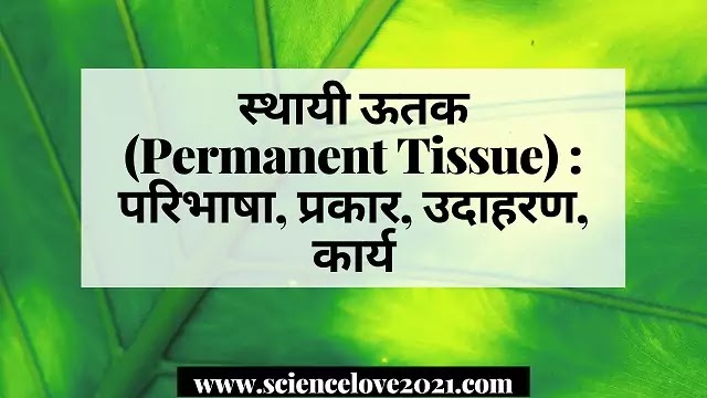 स्थायी ऊतक (Permanent Tissue) :  परिभाषा, प्रकार, उदाहरण, कार्य|hindi