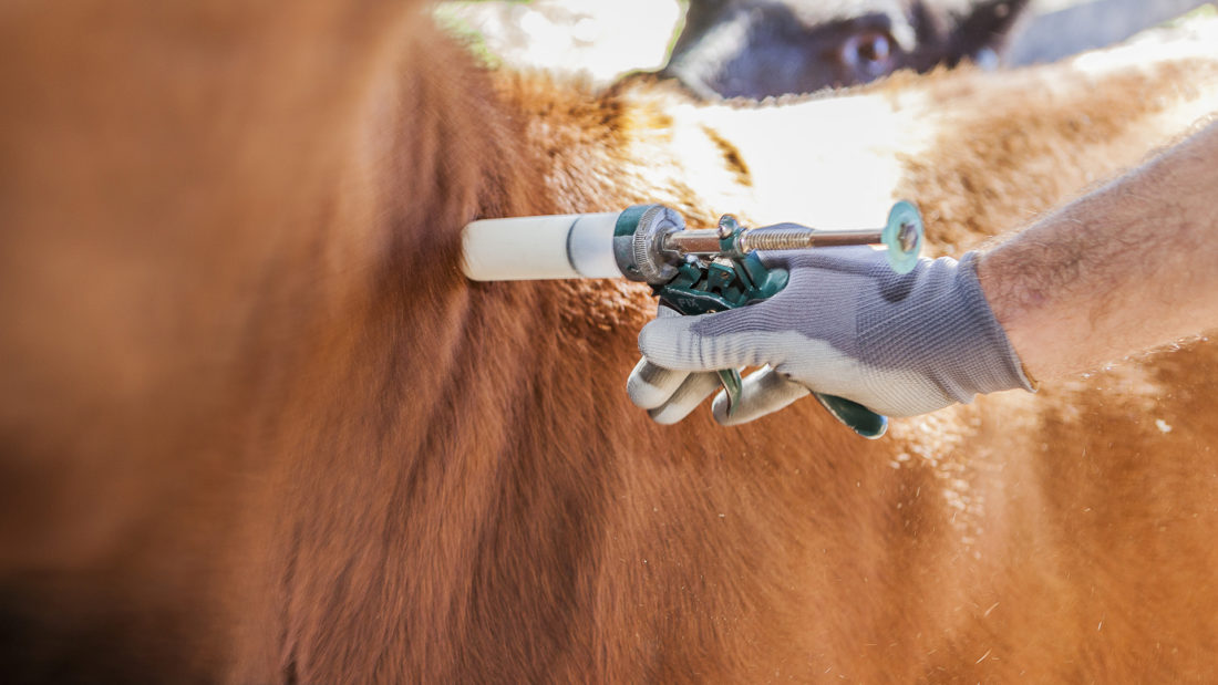 La sanidad es la condición básica para una buena producción animal. En la planificación del manejo de los bovinos se debe tener especial atención a este aspecto, ya que los animales pueden contagiarse de alguna enfermedad que ponga en riesgo su vida y esto puede evitarse llevando un buen manejo y practicando la sanidad con todas las medidas de vacunación, bioseguridad y tratamiento de los animales en las diferentes etapas.