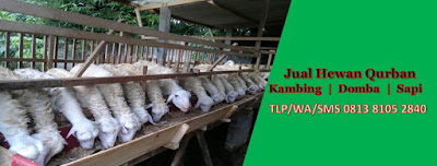 jual hewan qurban cakung jakarta timur