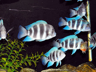 ikan-frontosa-cichlid