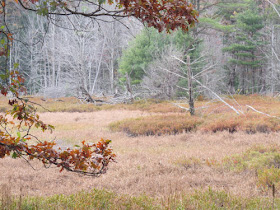 wetland