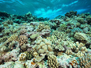 coral reef, corals