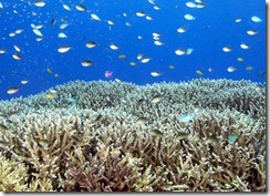 Tropical Fish and Corals on the Reef