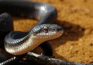 Ular Black Mamba Mematikan