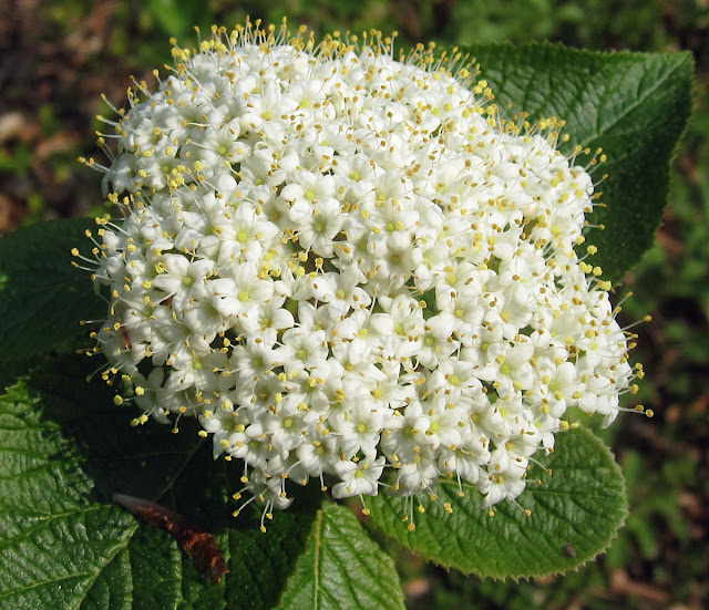 Wayfaring tree, Viburnum lantana, a small shrub flowering in High Elms Country Park.  25 April 2011.