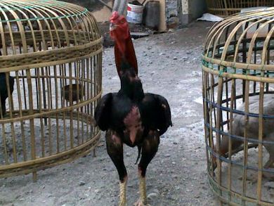 Cara Mengatasi Tembolok Mampat Pada Ayam