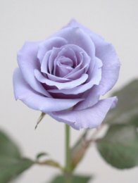Suntory Ltd. blue rose