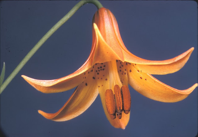 Лилия канадская (Lilium canadense)