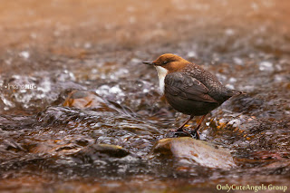 Beautiful_Bird_Photography