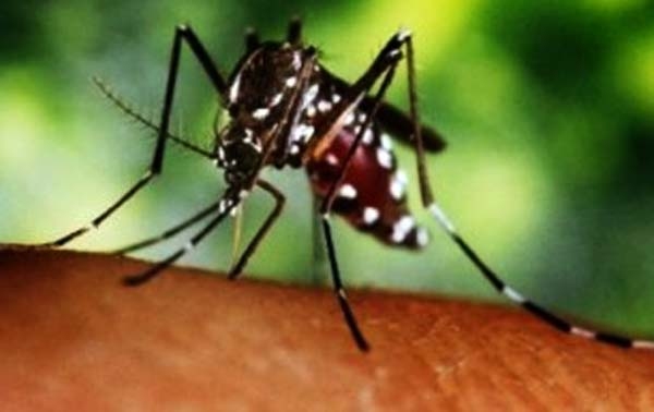 Estudio advierte de la presencia de huevos del mosquito transmisor del dengue en hospitales de Santa Cruz