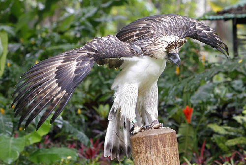 eagle in philippines