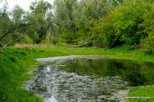 Warszawa Warsaw Bielany Młociny teren zielony parki drzewa las