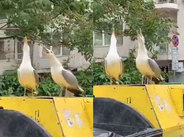 A video of two birds laughing as loudly as a human goes viral