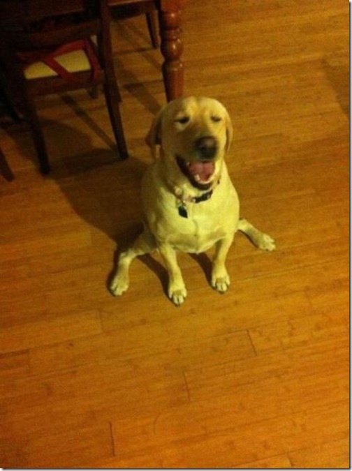 these_funny_animals_1003_640_08